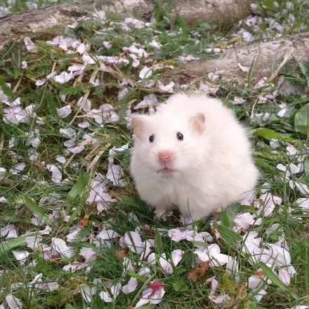 Goldhamster: Haltung und Pflege