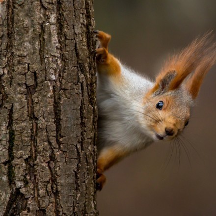 „Wie finden Eichhörnchen ihre Nüsse wieder?“