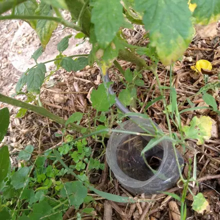 Bewässerungssystem mit PET-Flasche
