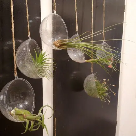 Tillandsien: befestigen und dekorieren