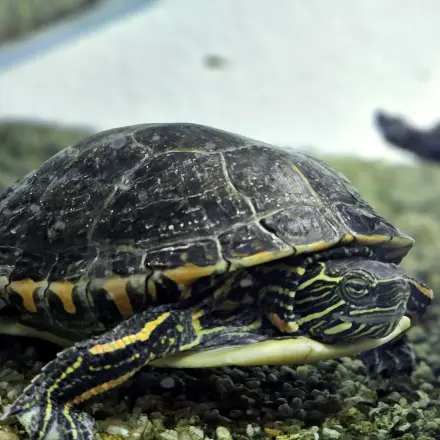 "Bernhards Welt" – Tierische Unterwasserwelten