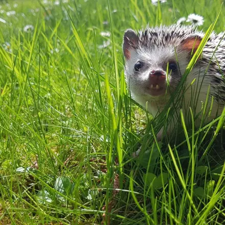 Igelfreundlicher Garten