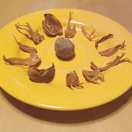 Muskat und Muskatblüte unterscheiden und verwenden