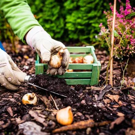 Gartenarbeit im November – Was kann ich jetzt noch aussäen?