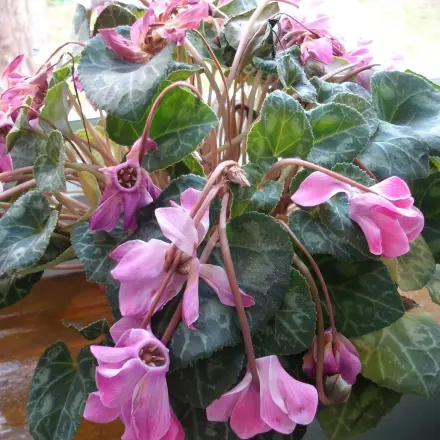 Welkes Alpenveilchen retten