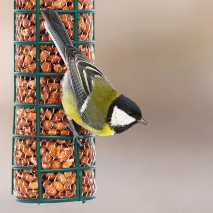 Vögel füttern im Winter – Darauf solltest du achten