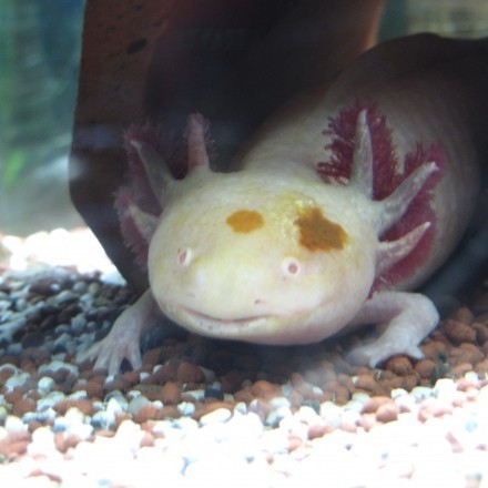 Axolotl richtig halten & füttern