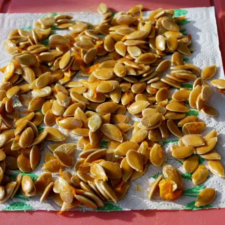 Kürbiskerne als Vogelfutter verwenden