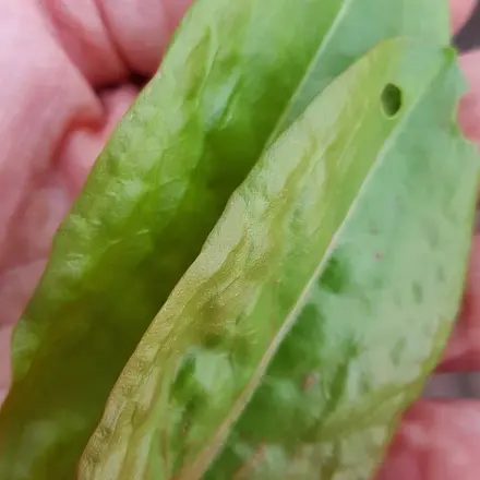 Sauerampfer - eine heimische Gewürz- und Gemüsepflanze