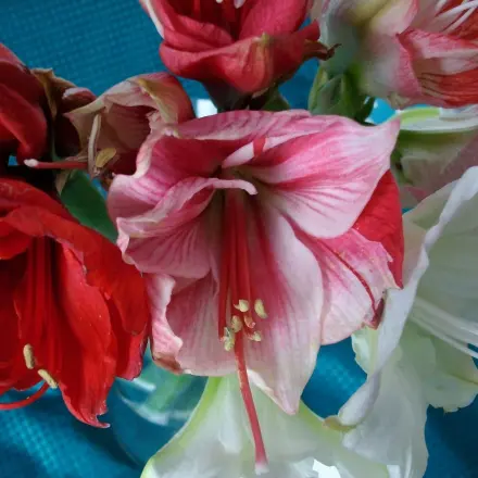 Amaryllis-Schnittblumen richtig anschneiden