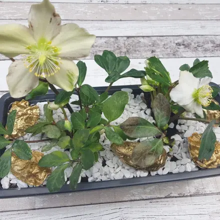 Winterliches Arrangement mit Christrosen
