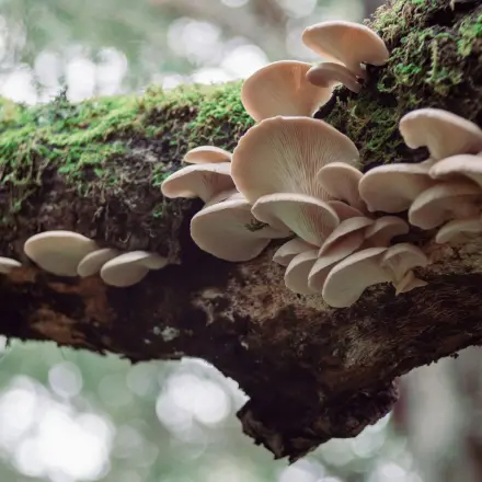 Winterpilze sammeln: 3 typische essbare Exemplare