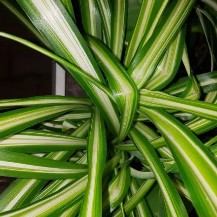 Die Grünlilie - eine robuste Zimmerpflanze