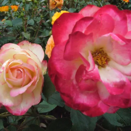 Pflanzendünger aus Küchenabfällen