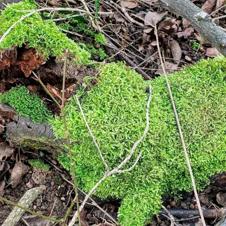 Kleinod für Tiere im Garten