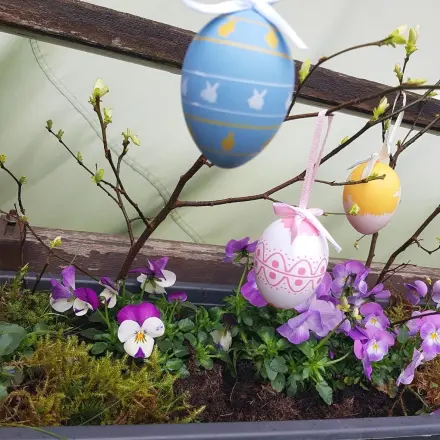Hornveilchen – genügsame Frühlingsblumen