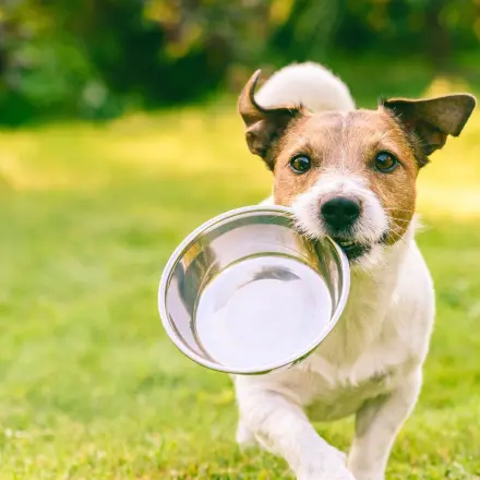 Hundefutter aus Hühnermägen selbst zubereiten