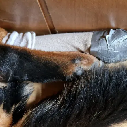 Pfotenschutz für Hunde selber machen