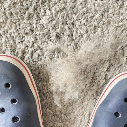 Hundehaare vom Teppich entfernen mit Crocs