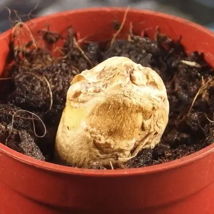 Ingwer "dekorativ" aufbewahren