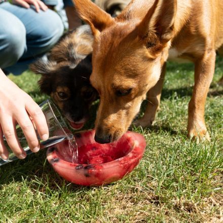 Fruchteis-Bowl für Hunde selber machen