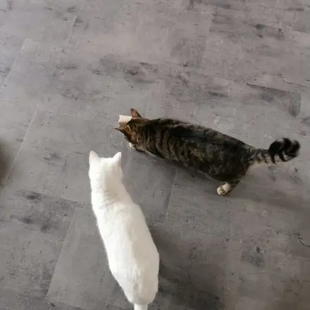 Intelligenzspielzeug für Katzen selber basteln