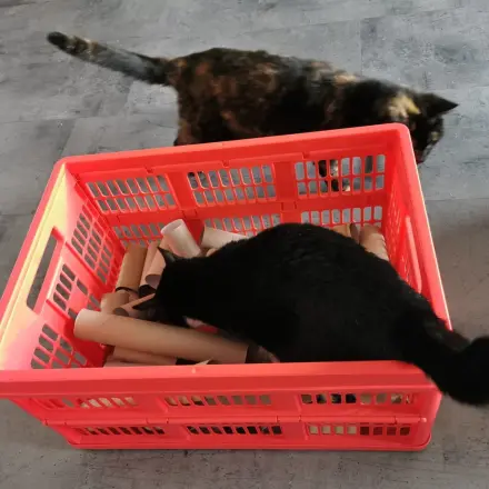 Beschäftigung für Katzen – einfaches DIY mit Papprollen