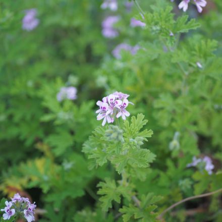 Duftpelargonie überwintern