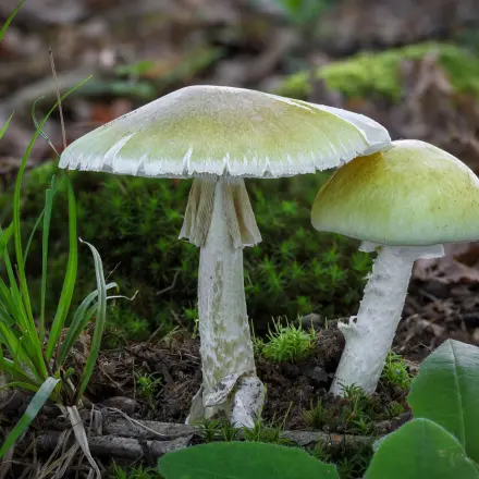 Grüner Knollenblätterpilz und Champignon - einfache Unterscheidung