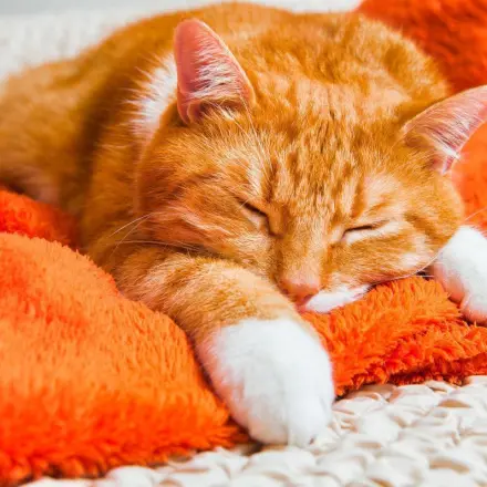 "Bernhards Welt" – Powernapping für Fortgeschrittene