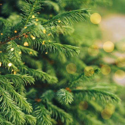 Weihnachtsbaum verwerten: Zweige als Blumenschutz nutzen