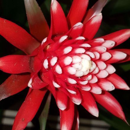 Bromelien: pflegeleichte Zimmerpflanzen