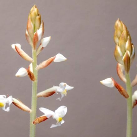 Juwelorchidee: der Diamant unter den Orchideen