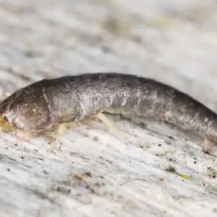Silberfische mit Salmiakwasser bekämpfen
