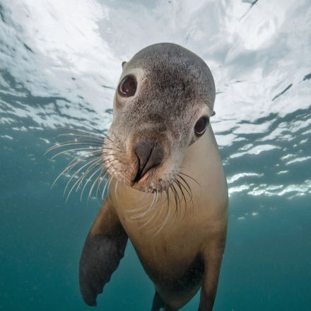 „Warum können Seehunde so lange tauchen?“