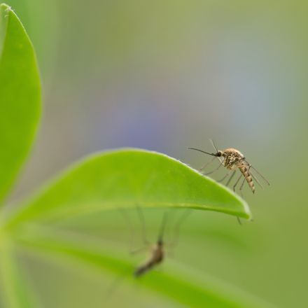 „Warum summen Mücken?“
