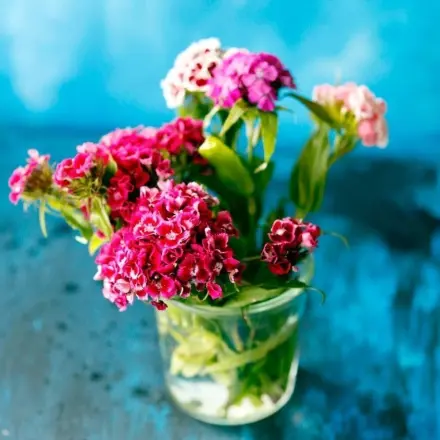 Schnittblumen länger frisch mit Schnaps