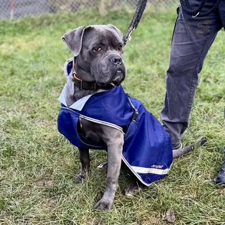 Hoffnung für Tierheimtiere: Gewinne eine Patenschaft