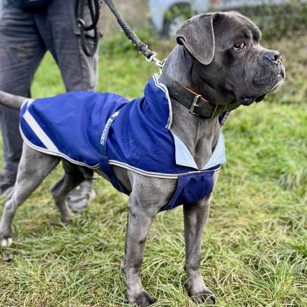 Tierheim-Patin gefunden – ein Weihnachtswunder für Balu