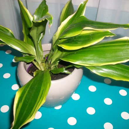 Drachenbaum nach Staunässe retten