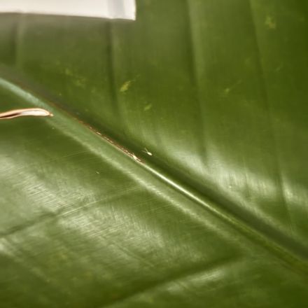 Wollläuse an Pflanzen bekämpfen – Hausmittel