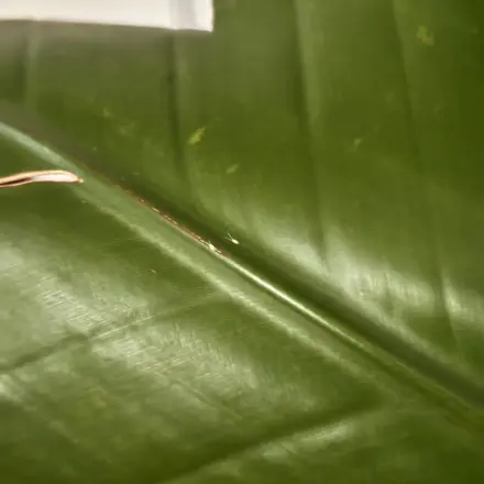 Wollläuse an Pflanzen bekämpfen – Hausmittel