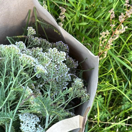 Schafgarbe – Wirkung, Sammeln & Tee-Rezept