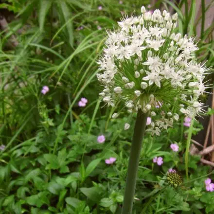 Lauchzwiebeln einpflanzen für schöne Blüten