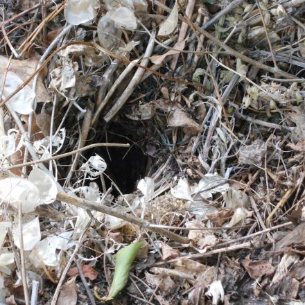 Dachs vertreiben – Hausmittel