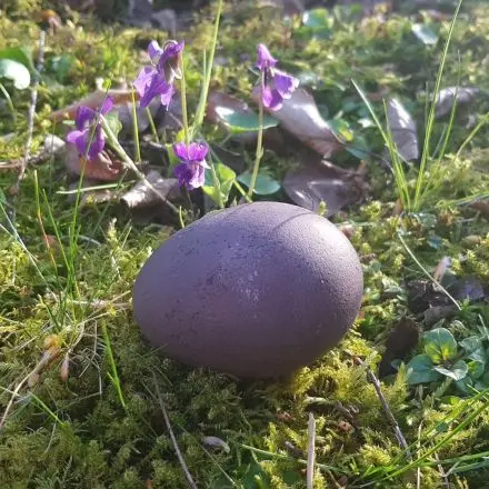 Ostereier natürlich färben mit Holundersaft