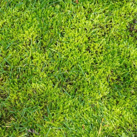 Moos im Rasen entfernen – Hausmittel & Tipps