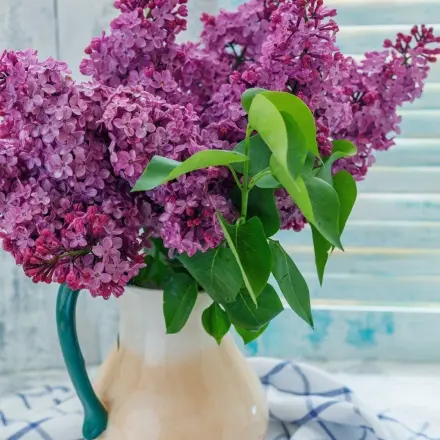 Flieder in der Vase