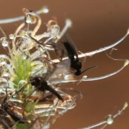 Fruchtfliegen loswerden mit Sonnentau (Drosera)