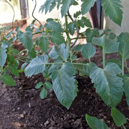 Brennnessel als Tomatendünger